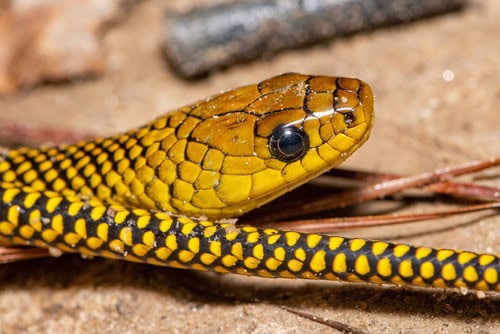 Military Ground Snake Erythrolamprus miliaris