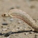 Moila Snake Malpolon moilensis venom