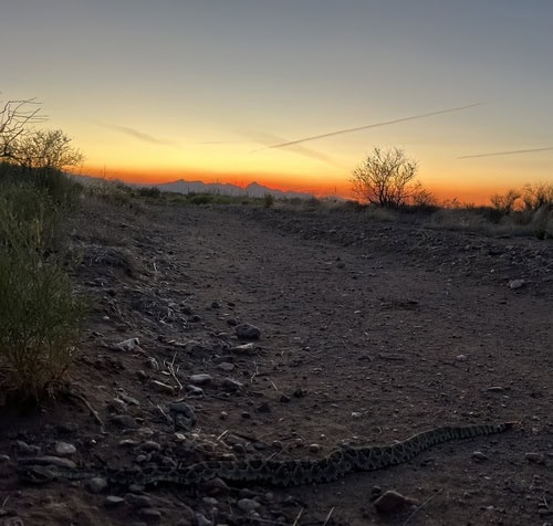 Mojave Rattlesnake (Crotalus scutulatus) desert