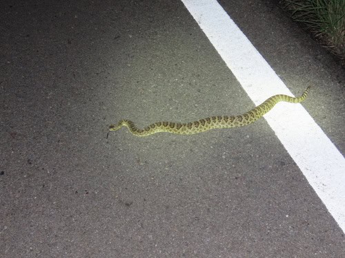 Mojave Rattlesnake (Crotalus scutulatus) road