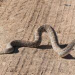 Mojave Rattlesnake (Crotalus scutulatus) usa
