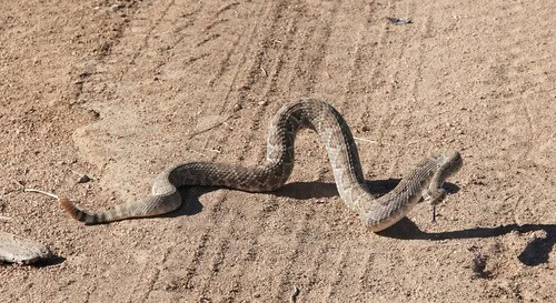 Mojave Rattlesnake (Crotalus scutulatus) usa