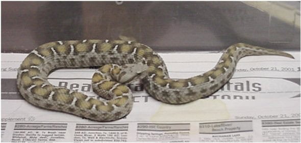 Montivipera albizona central turkish mountain viper