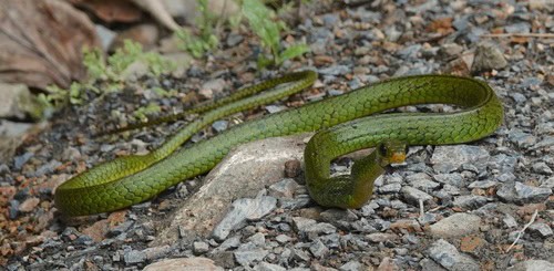 Mountain Sipo (Chironius monticola) Peru