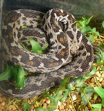 Ocellated Mountain Viper (Vipera wagneri)