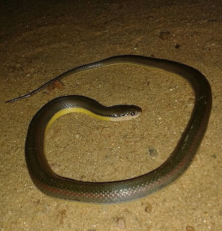 Olive Keelback water snake (Atretium schistosum)