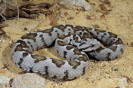 Ottoman Viper Montivipera xanthina