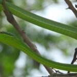 Oxybelis fulgidus (green vine snake)