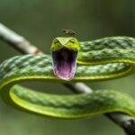 Oxybelis fulgidus green vine snake