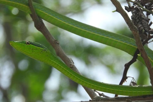 Oxybelis fulgidus (green vine snake)