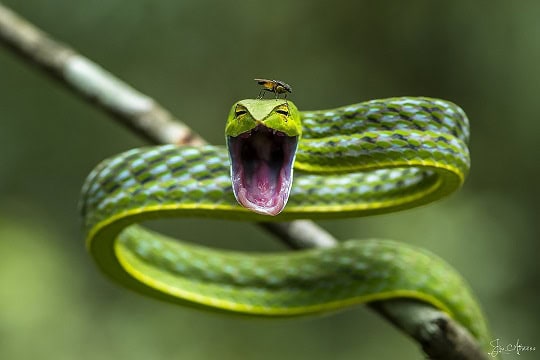 Oxybelis fulgidus green vine snake