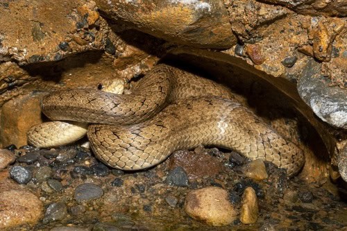 Peru Slender Snake Tachymenis peruviana