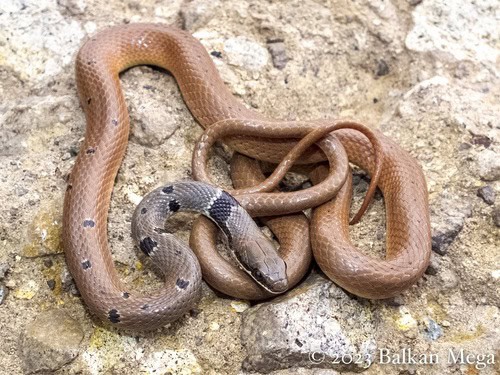 Platyceps collaris red whipsnake