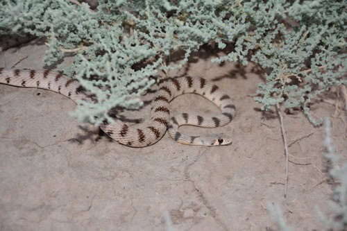 Platyceps karelini iranian snake