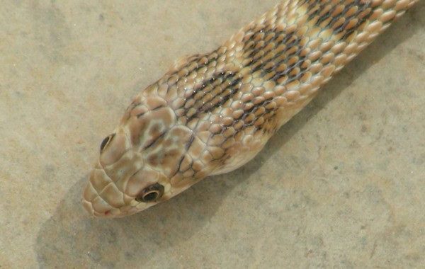 Platyceps ventromaculatus glossy bellied racer