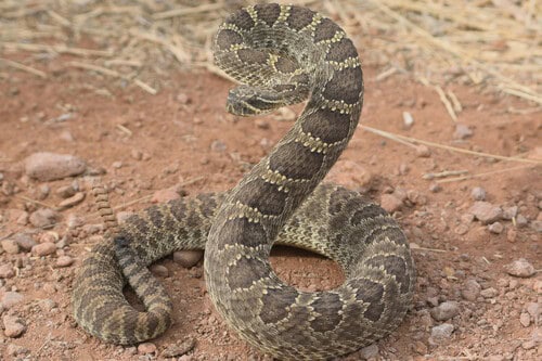 Prairie Rattlesnake (Crotalus viridis) danger