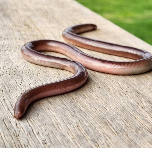 Prong-snouted Blind Snake (Anilios bituberculatus)