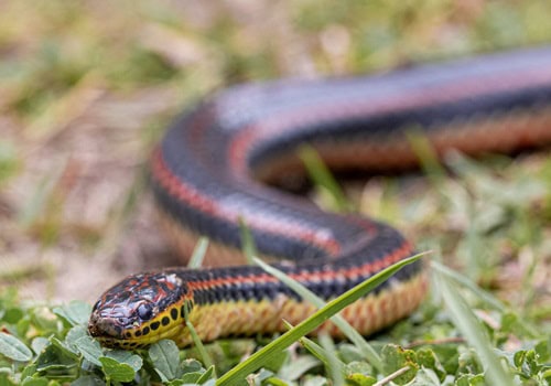 Rainbow Snake (Farancia erytrogramma) south carolina