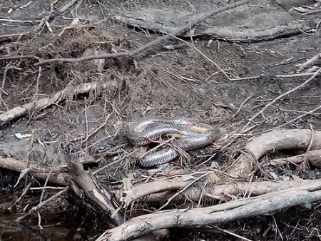 Rainbow Snake (Farancia erytrogramma)