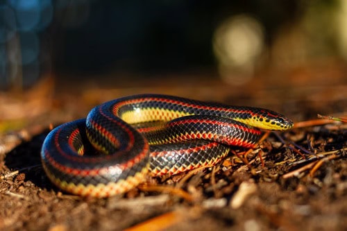 Rainbow Snake usa Farancia erytrogramma