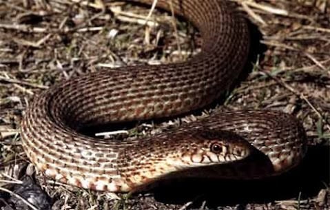 Red-Bellied Racer (Dolichophis schmidti)