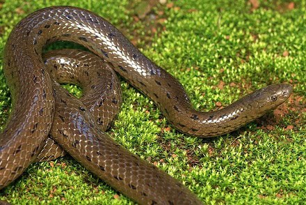 Rhabdops olivaceus (Olive forest Snake)