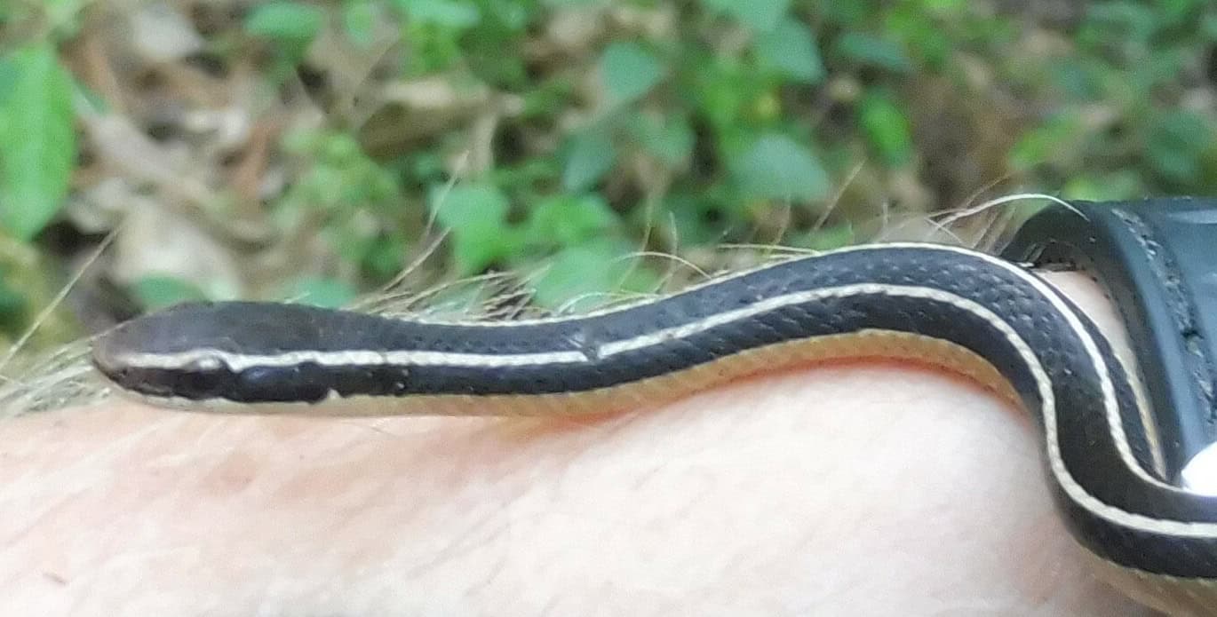 Rhadinaea taeniata pine-oak snake