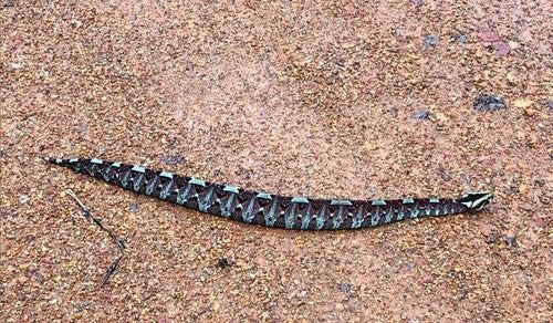 Rhinoceros Viper (Bitis nasicornis) liberia