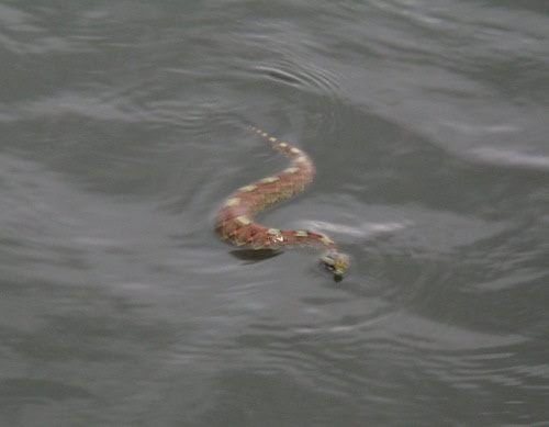 Rhinoceros Viper (Bitis nasicornis) swimming