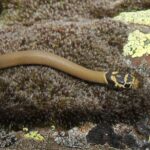Ring-Headed Dwarf Snake Eirenis modestus