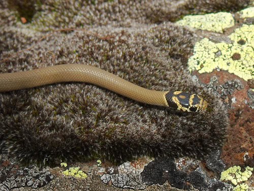 Ring-Headed Dwarf Snake Eirenis modestus