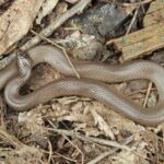 Rough Earth snake (Virginia striatula)