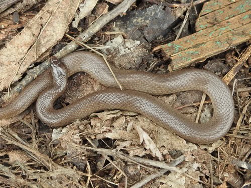 Rough Earth snake (Virginia striatula)
