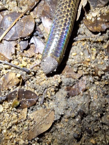 Schneider's Shieldtail (Rhinophis oxyrhynchus) sri lanka