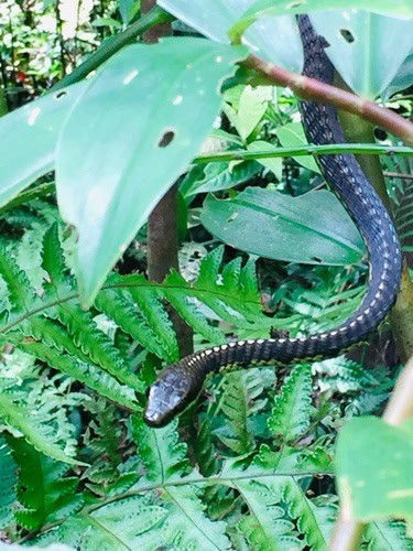 Schokar's Bronzeback (Dendrelaphis schokari) sri lanka