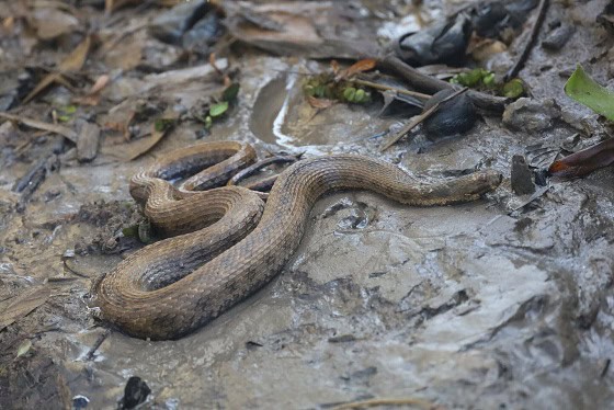 Shreve's Keelback Helicops pastazae colombia