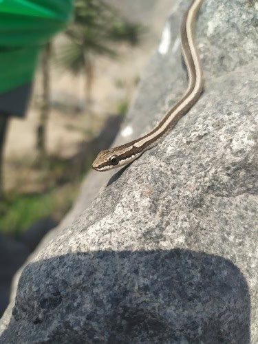 South American Elegant Racer (Pseudalsophis elegans)