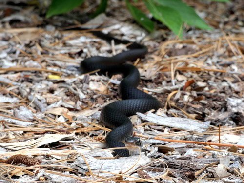 Southern Black Racer Coluber constrictor priapus