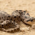 Southern Hognose Snake Heterodon simus