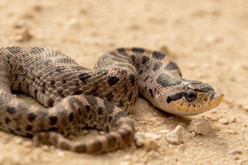 Southern Hognose Snake Heterodon simus