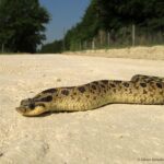 Southern Hognose Snake Male Florida