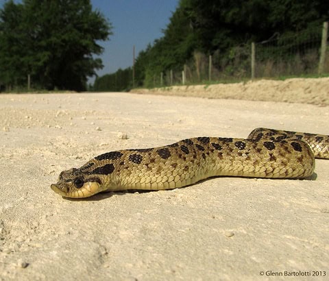 Southern Hognose Snake Male Florida