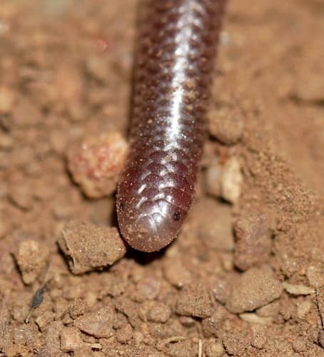 Southwestern Blind Snake (Rena humilis)