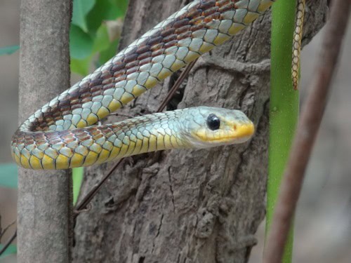 Spix's Sipo Chironius spixii colombia