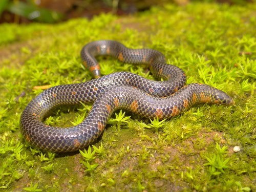 Spotted Earth Snake (Uropeltis maculata)