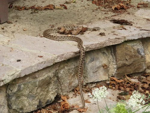 Spotted Whip Snake (Hemorrhois ravergieri)