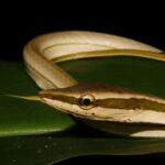 Striped Sharpnose Snake Xenoxybelis argenteus