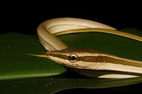 Striped Sharpnose Snake Xenoxybelis argenteus