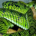 Sumatran Pit Viper (Trimeresurus sumatranus)