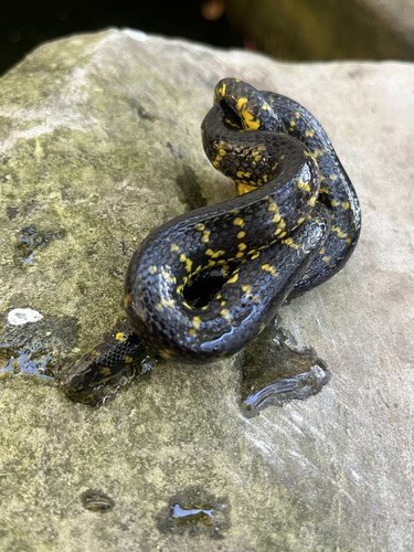 Thickhead Ground Snake (Atractus crassicaudatus)